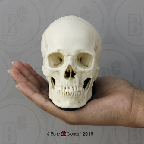 Human Male European Skull on base, Half Scale