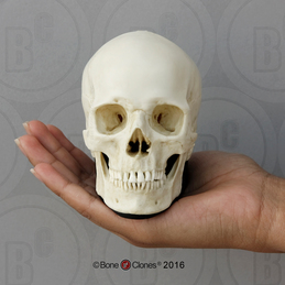 Human Male European Skull on base, Half Scale