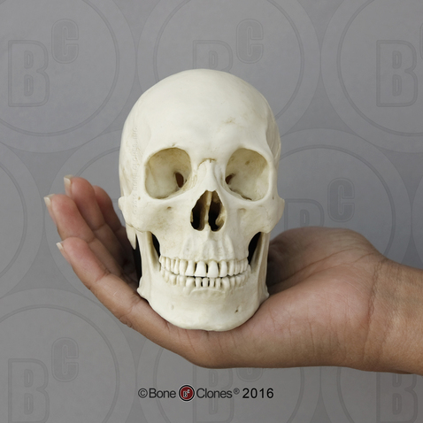 Human Male Asian Skull on base, Half Scale