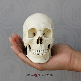 Human Male Asian Skull on base, Half Scale