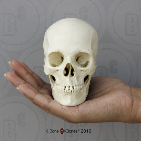 Human Female European Skull on base, Half Scale