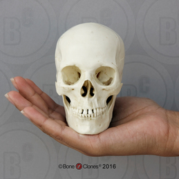 Human Female European Skull on base, Half Scale