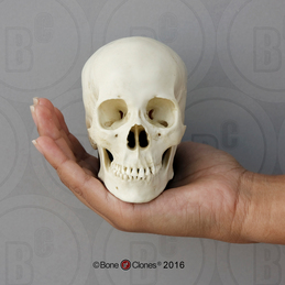 Human Female Asian Skull on base, Half Scale