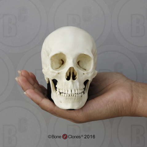 Human Female African American Skull on base, Half Scale