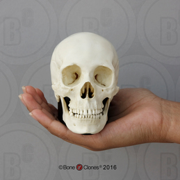 Human Female African American Skull on base, Half Scale