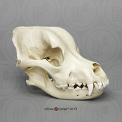 Rottweiler Skull
