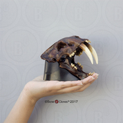 Sabertooth Cat, Smilodon Skull, 1:3 Scale