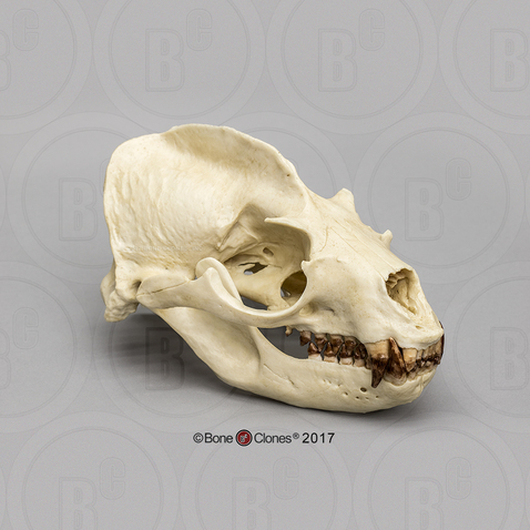 California Sea Lion Skull