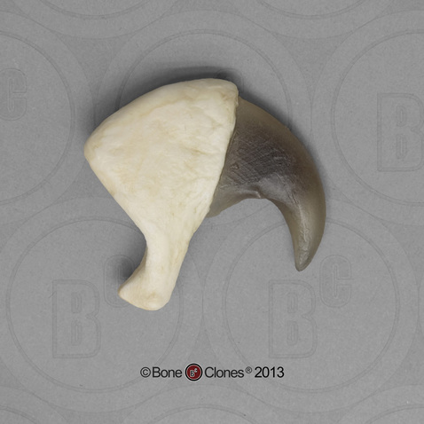African Lion Claw