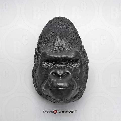 Male Gorilla Head (Life Cast)