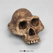 Australopithecus afarensis Economy Cranium