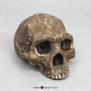 Homo erectus Economy Cranium