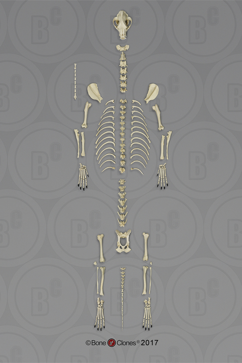 Large Dog Skeleton, Disarticulated