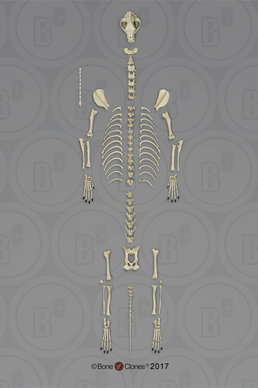 Large Dog Skeleton, Disarticulated