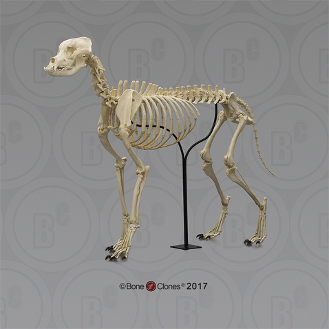 Large Dog Skeleton, Articulated