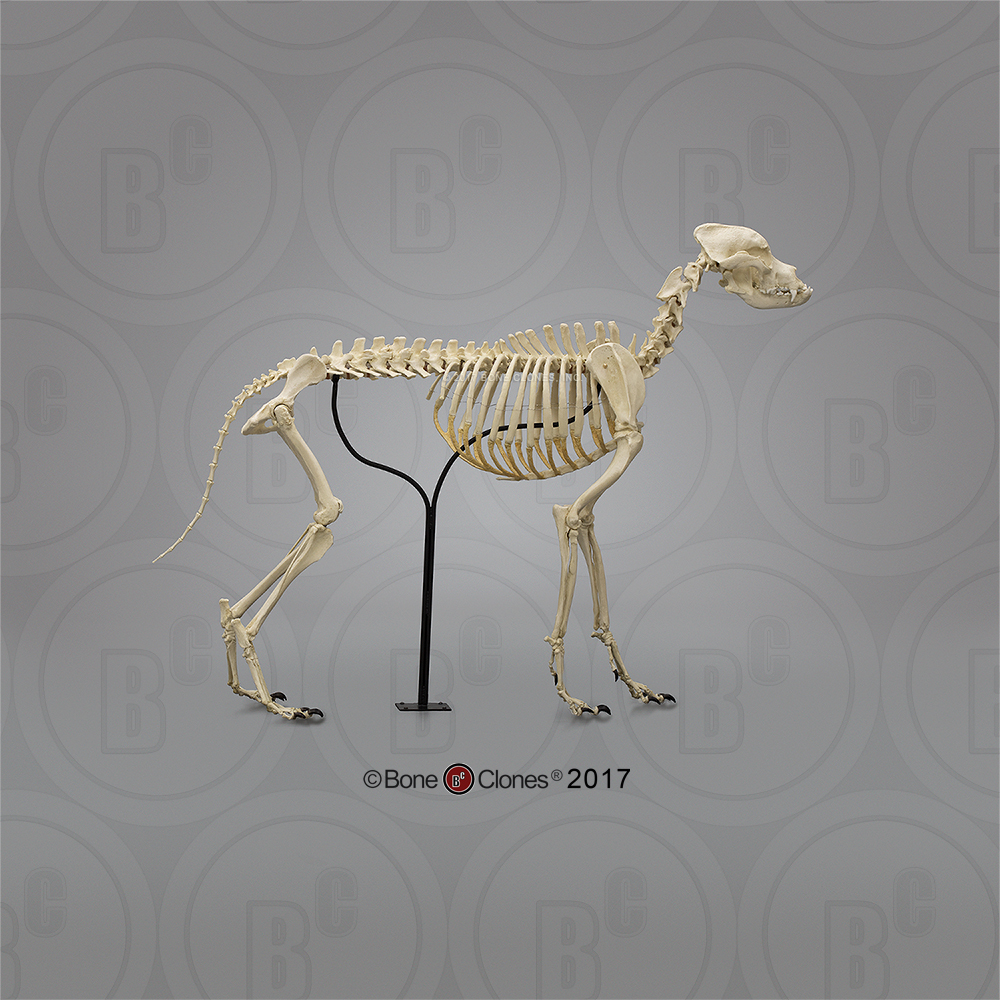 Large Dog Skeleton, Articulated - Bone Clones, Inc. - Osteological  Reproductions