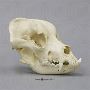 Bullmastiff Skull
