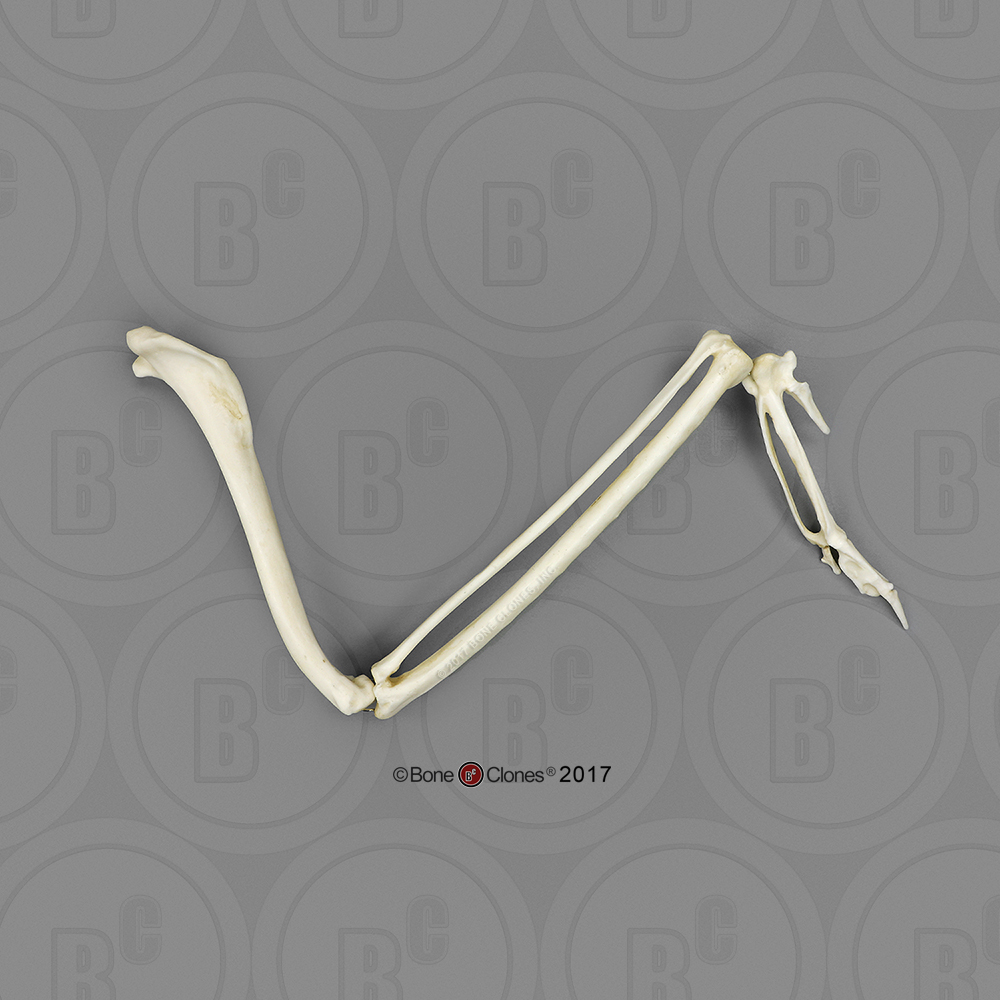 Harpy Eagle Wing, Articulated - Bone Clones, Inc. - Osteological  Reproductions