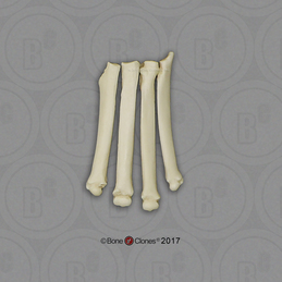 Dogs - Bone Clones, Inc. - Osteological Reproductions