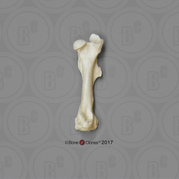 Horse Front Leg with Scapula, Disarticulated - Bone Clones, Inc