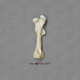Horse Femur with Attached Patella