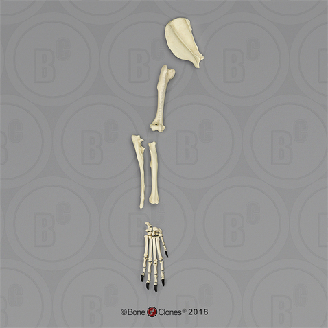Large Dog Front Leg with Scapula, Disarticulated