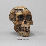 Australopithecus afarensis Skull "Selam"