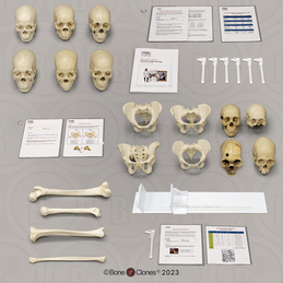 Forensic Anthropology K-12 Set