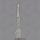 Human Male European Arm, Disarticulated w/ Disarticulated Hand (no Scapula)