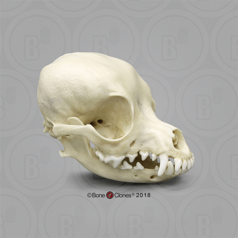 Deer Head Chihuahua Skull
