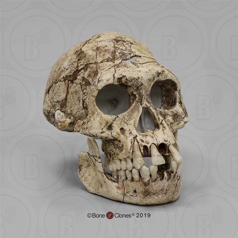 Dmanisi Homo erectus Skull 3