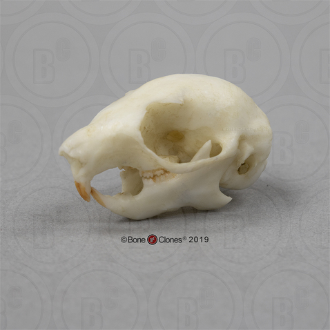 American Red Squirrel Skull