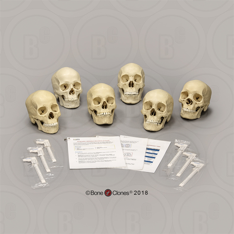 Forensic Anthropology K-12 Set: Geographic Ancestry