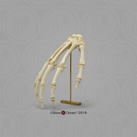 Human Hand in Resting Pose on Brass Stand