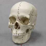 Human Craniometric Landmark Skull
