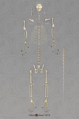 Aye-aye Skeleton, Disarticulated