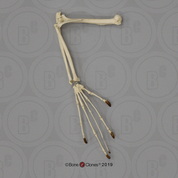 Aye-aye Arm, Articulated without Scapula