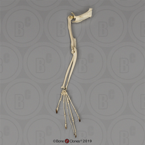 Aye-aye Arm, Articulated with Scapula