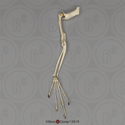 Aye-aye Arm, Articulated with Scapula