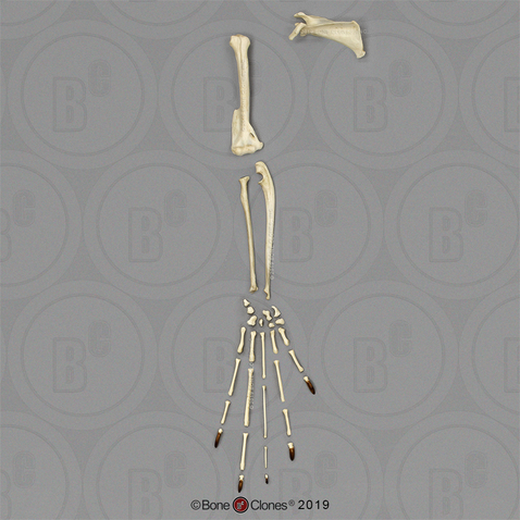 Aye-aye Arm, Disarticulated with Scapula