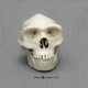 Homo erectus Half Scale Skull