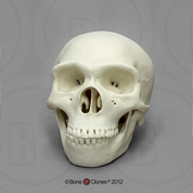 Homo sapiens neanderthalensis Half Scale Skull