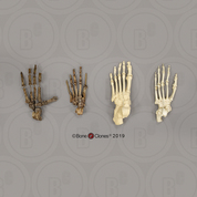 Comparative Foot Evolution, Set of 4