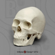 Homo sapiens Half Scale Skull