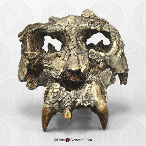 Pierolapithecus catalaunicus Cranium