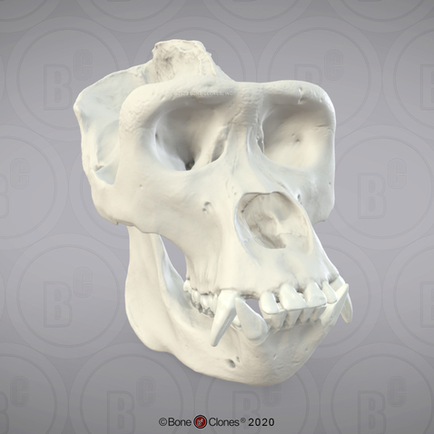 3D OsteoViewer - Western Lowland Gorilla Skull, Male