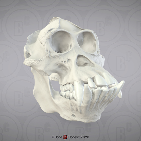 3D OsteoViewer - Bornean Orangutan Skull, Male