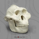 Australopithecus boisei Half Scale Skull
