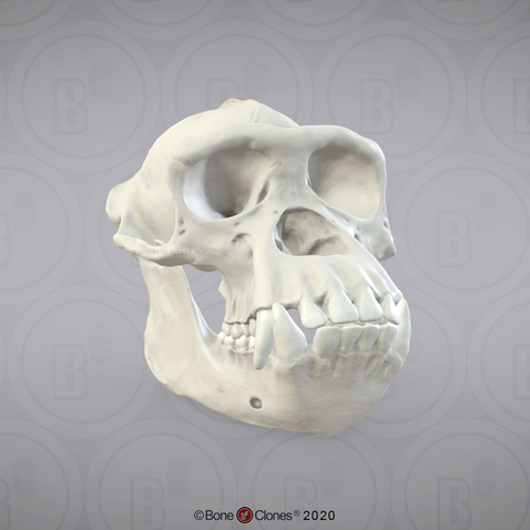 3D OsteoViewer - Chimpanzee Skull, Adult Male