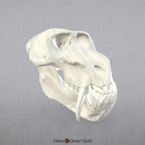 3D OsteoViewer - Mandrill Baboon Skull, Male